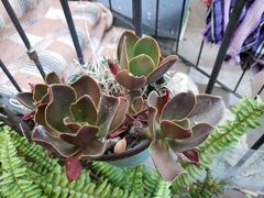 Echeveria fimbriata