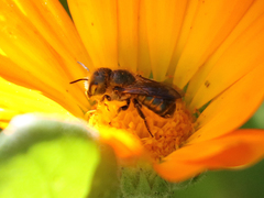 Osmia coloradensis