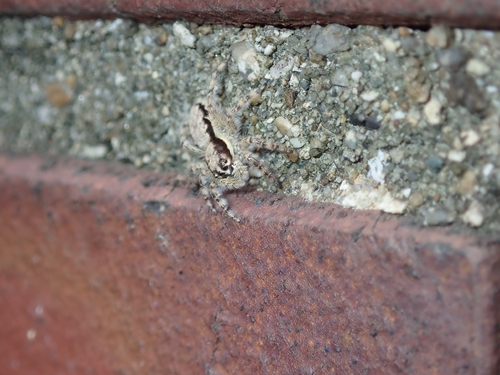 Menemerus fulvus
