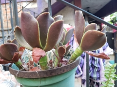 Echeveria fimbriata