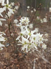 Amelanchier × lamarckii