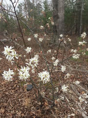 Amelanchier × lamarckii