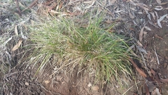 Lomandra densiflora