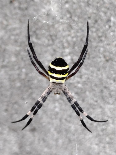Kogane Spider