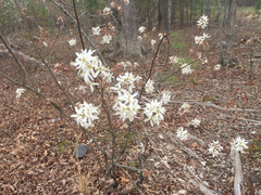 Amelanchier × lamarckii