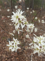 Amelanchier × lamarckii