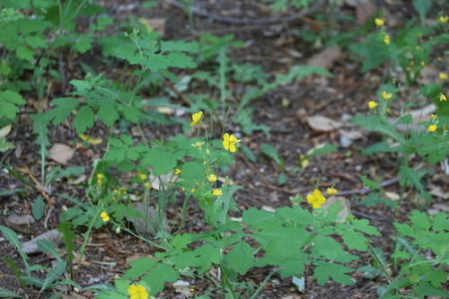 Asian celandine