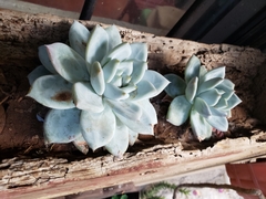 Echeveria colorata