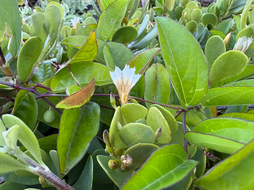 Scaevola coriacea observed 2026-06-25
