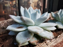 Echeveria colorata