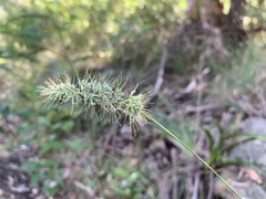Echinopogon caespitosus