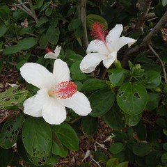 Hibiscus waimeae