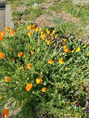 Eschscholzia californica