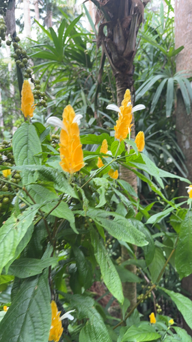 golden shrimp plant