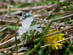 Euchloe ausonia
