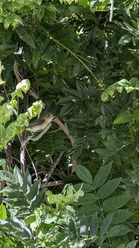 iNaturalist observation photo of Western Flycatcher