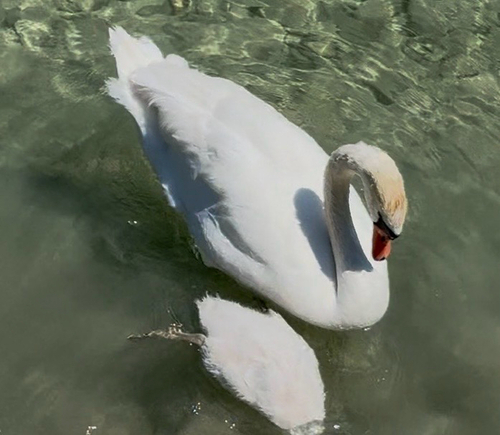 Mute Swan
