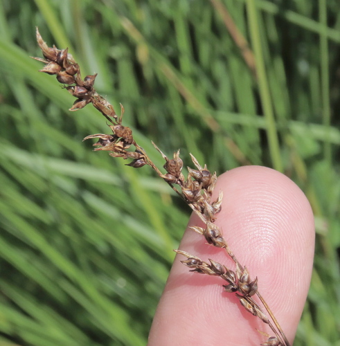 Carex appropinquata, photograph 2