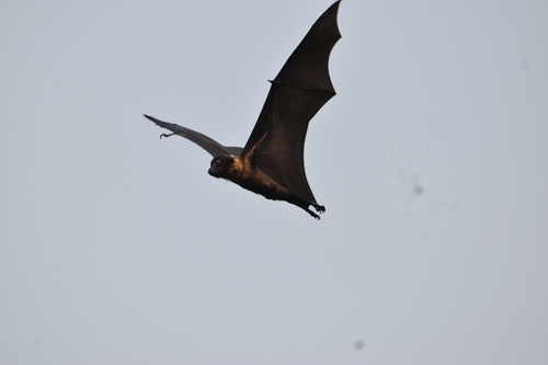 Indian Flying Fox