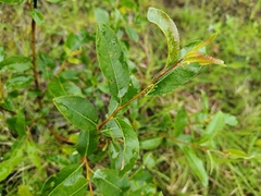 Salix phylicifolia, photograph (c) Екатерина Гущина, some rights reserved (CC BY)