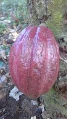 Theobroma cacao