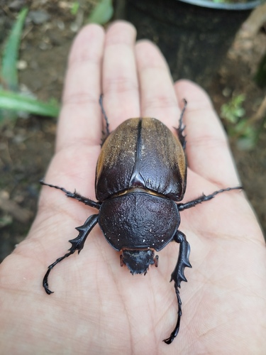 Megasoma gyas