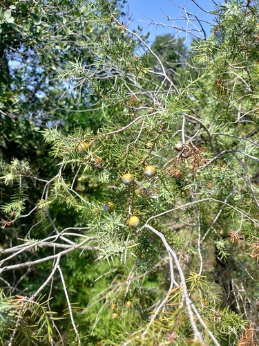 western prickly juniper