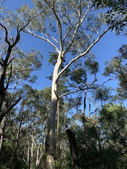 Eucalyptus racemosa