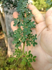 Parkinsonia texana macra