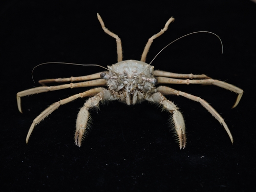 Homola orientalis observed 2022-01-24