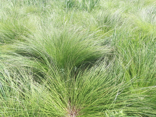 Carex appropinquata, photograph 3