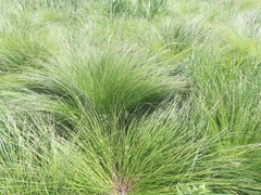Carex appropinquata, photograph (c) Oleksandr Shynder, some rights reserved (CC BY)