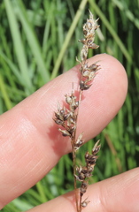 Carex appropinquata, photograph (c) Oleksandr Shynder, some rights reserved (CC BY)