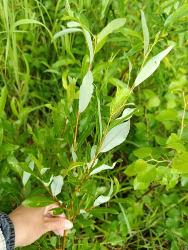 Salix phylicifolia, photograph 3
