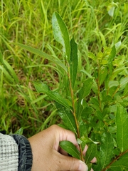 Salix phylicifolia, photograph (c) Екатерина Гущина, some rights reserved (CC BY)