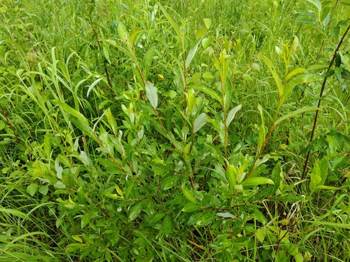 Salix phylicifolia, photograph 5