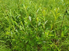 Salix phylicifolia, photograph (c) Екатерина Гущина, some rights reserved (CC BY)
