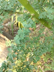 Parkinsonia texana macra