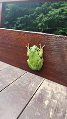 European Tree Frog