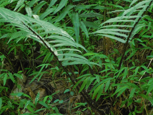 Dryopteris cycadina, photograph 4