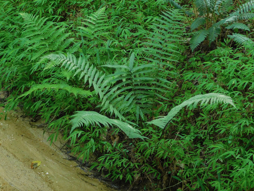 Dryopteris cycadina, photograph 3
