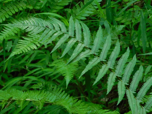Dryopteris cycadina observed 2026-06-25
