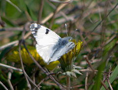 Euchloe ausonia