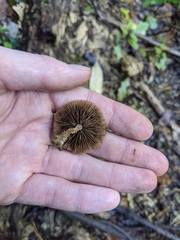 Simocybe phlebophora