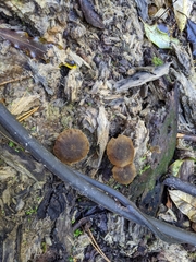 Simocybe phlebophora