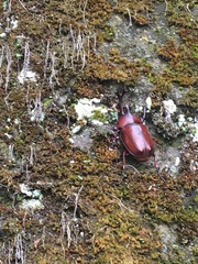 Trypoxylus dichotomus