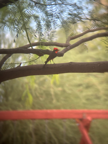 Vermilion Flycatcher