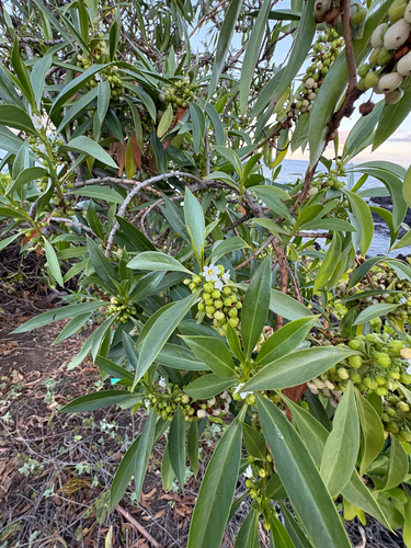 Myoporum sandwicense observed 2026-06-25