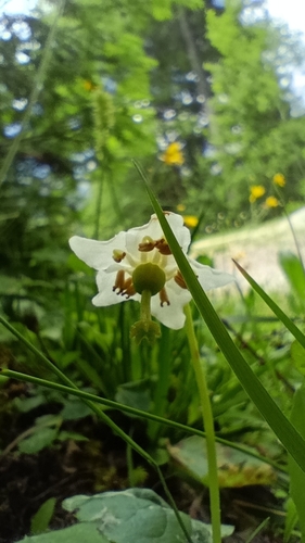 One-flowered Wintergreen