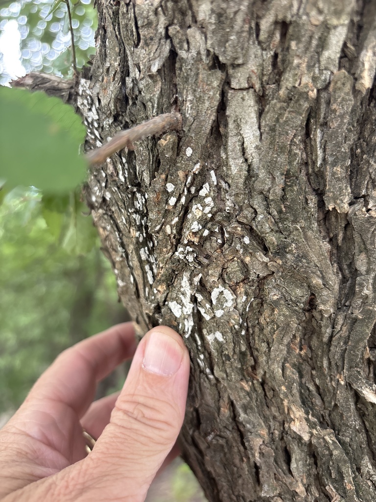 Dendrothele jacobi